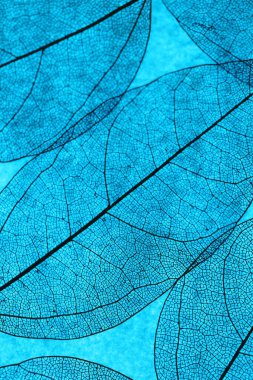 Açık mavi arkaplanda güzel iskelet yaprağı, makro görünüm