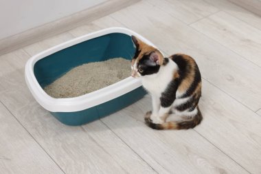 İçerideki çöp tepsisinin yanında şirin bir kedi var.