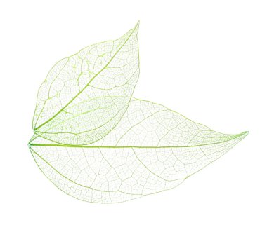 Güzel iskeletleşmiş yapraklar beyaz, üst manzara