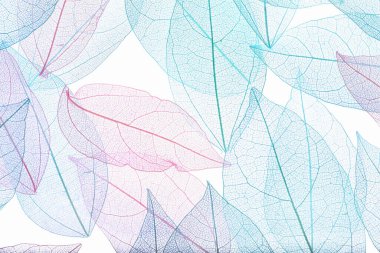 Beyaz arka planda güzel iskeletleşmiş yapraklar, düz uzanmış.