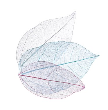 Güzel iskeletleşmiş yapraklar beyaz, üst manzara