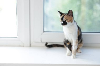 Evde pencere pervazında şirin bir yavru kedi, mesaj için de yer var.