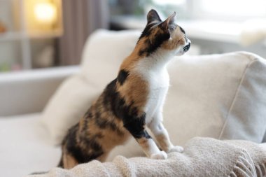 Evdeki kanepede tatlı bir yavru kedi.