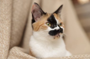 Evde şirin bir yavru kedi ve battaniye, yakın çekim.