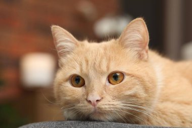 Evdeki sandalyeye uzanmış sevimli kızıl kedi, yakın plan.