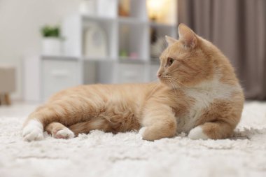 Evde yerde yatan sevimli kızıl kedi.