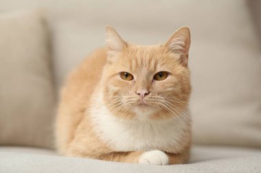 Evdeki kanepede yatan sevimli kızıl kedi.