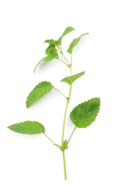 Taze yeşil limon merhemi yaprakları beyaz, üst görünümde izole