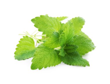 Taze yeşil limon merhemi yaprakları beyazda izole edilmiş.