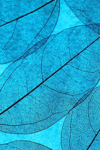 Açık mavi arkaplanda güzel iskelet yaprağı, makro görünüm