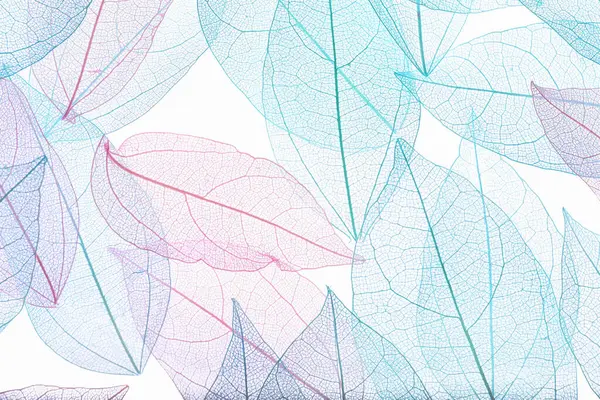 Beyaz arka planda güzel iskeletleşmiş yapraklar, düz uzanmış.