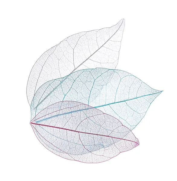 Güzel iskeletleşmiş yapraklar beyaz, üst manzara