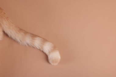 Bej arka planda tekir kuyruklu kedi, yakın plan. Metin için boşluk