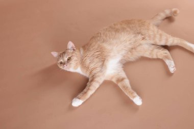 Sevimli kızıl kedi bej arka planda yatıyor.