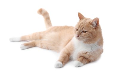 Beyaz arka planda sevimli kızıl kedi. Sevimli hayvan.