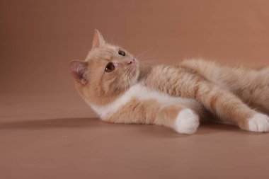 Bej arka planda sevimli bir kızıl kedi. Sevimli hayvan.