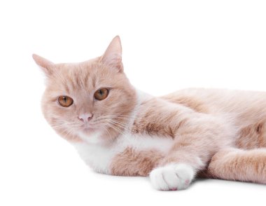 Beyaz arka planda sevimli kızıl kedi. Sevimli hayvan.