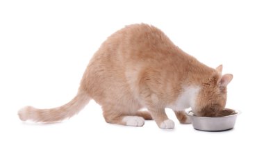 Sevimli kızıl kedi beyaz arka planda evcil hayvan maması yiyor.