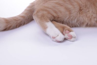 Beyaz arka planda tüylü kedi, yakın plan görünümü