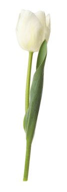 Bir güzel renkli lale beyazda izole edilmiş.