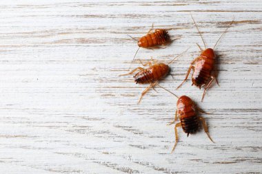 Tahta masada bir sürü hamamböceği yatıyordu. Metin için boşluk