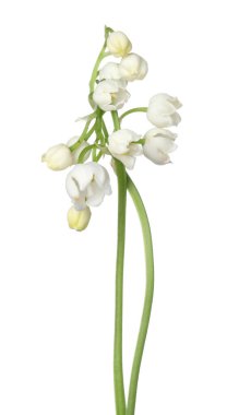 Vadinin güzel kokulu çiçekleri beyazlar üzerinde izole edilmiş.