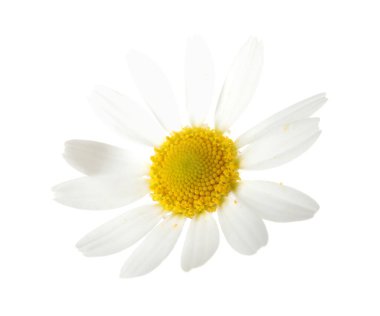 Beyaz arka planda güzel bir papatya çiçeği tomurcuğu