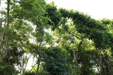 Açık havada çok sayıda yeşil ağaç var, alçak açılı.