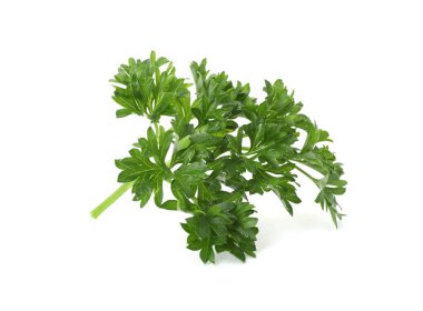 Beyaz maydanozlu taze maydanoz.