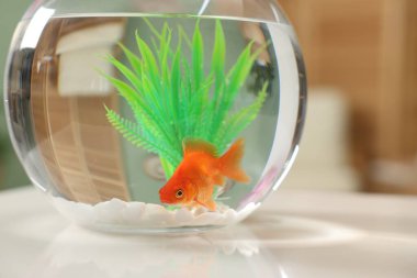 Akvaryumda yüzen altın balıklar, beyaz masa üzerinde temiz suyla, yakın plan.