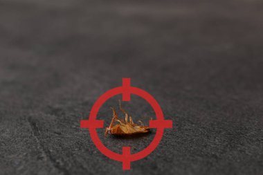 Gri yüzeyinde kırmızı hedef sembolü olan ölü hamamböceği, yakın plan. Haşere kontrolü