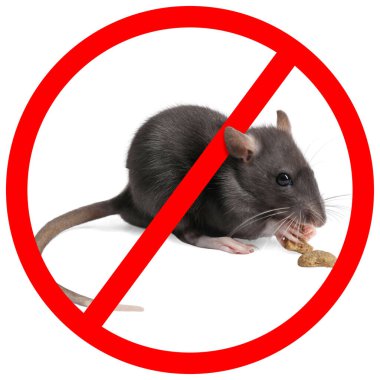 Beyaz arka planda kırmızı yasak işareti olan küçük sıçan. Haşere kontrolü