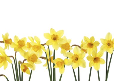Beyaz arkaplanda güzel sarı nergis çiçekleri