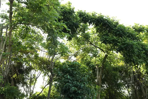 Açık havada çok sayıda yeşil ağaç var, alçak açılı.