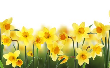 Beyaz arkaplanda güzel sarı nergis çiçekleri