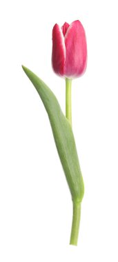 beyaz izole bir güzel Pembe Lale