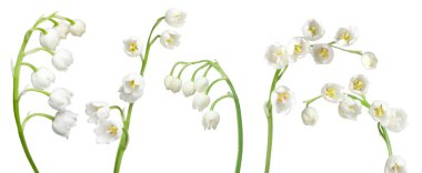 Vadinin güzel zambakları beyazlar üzerinde soyutlanmış,