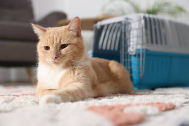 Şirin kedi ve hayvan taşıyıcısı evde, seçici bir odak noktası.