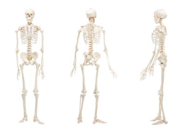 Yapay insan iskelet modeli beyaz sette izole edildi. Farklı taraflar