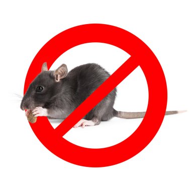 Beyaz arka planda kırmızı yasak işareti olan küçük sıçan. Haşere kontrolü