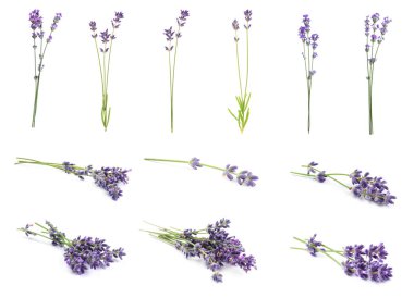 Beyaz arka planda güzel lavanta çiçekleri, kolaj