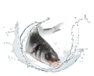 Sudaki levrek balığı beyaz zemine sıçrar