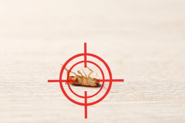 Tahta yüzeyinde kırmızı hedef sembolü olan ölü hamamböceği, yakın plan. Haşere kontrolü