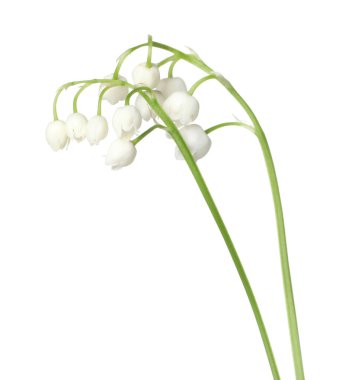 Vadinin güzel kokulu çiçekleri beyazlar üzerinde izole edilmiş.