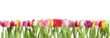 Beyaz arka planda güzel, parlak lale çiçekleri