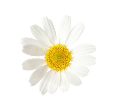 Beyaz arka planda güzel bir papatya çiçeği tomurcuğu