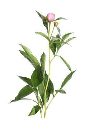 Tomurcukları ve yaprakları beyaza ayrılmış şakayık bitkisi.