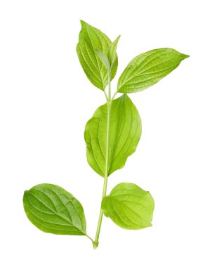 Yeşil yapraklı bir dal beyaz üzerine izole edilmiş