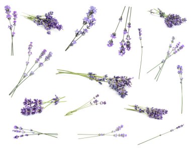 Beyaz arka planda güzel lavanta çiçekleri, kolaj