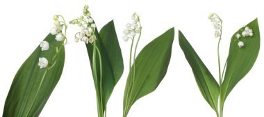 Vadinin güzel zambakları beyazlar üzerinde soyutlanmış,